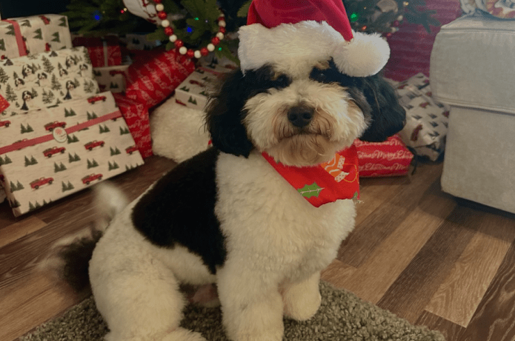  Pampered Pupz By J, LLC