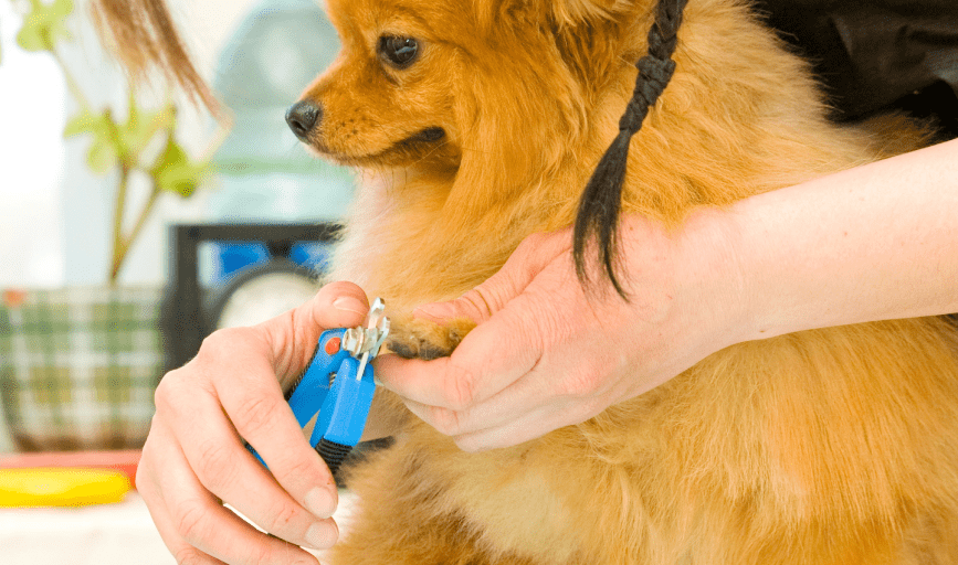  Pampered Pupz By J, LLC