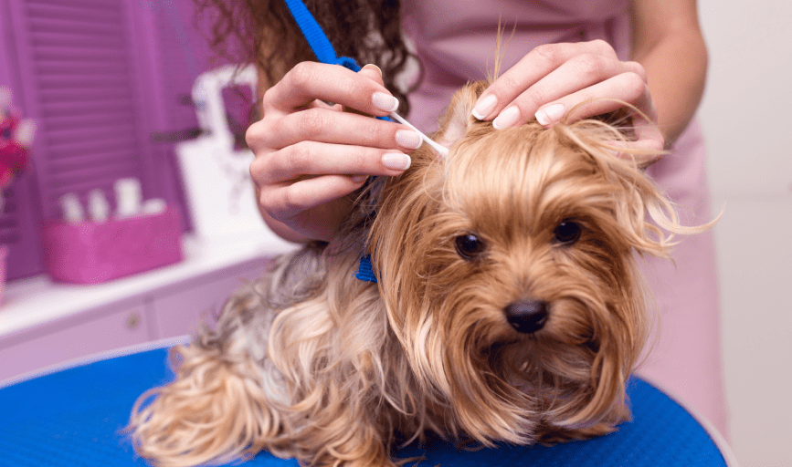  Pampered Pupz By J, LLC
